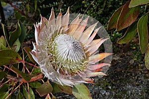 Protea cynaroides or king sugar bush flower head