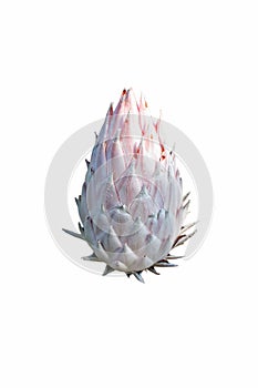 Protea cynaroides or king sugar bush flower head isolated on white