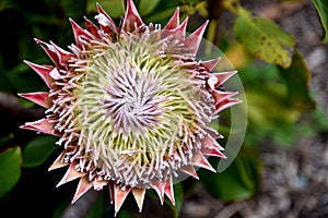 Protea cynaroides, King Sugarbush, Giant Protea