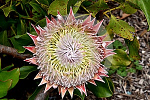 Protea cynaroides, King Sugarbush, Giant Protea