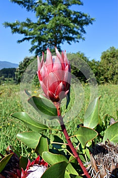 Protea cynaroides is an ornamental shrub used in landscaping