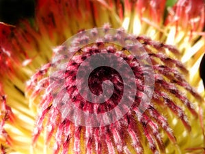 Protea Eximia flower