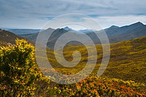 The protea filled robinson pass