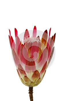 Protea flower