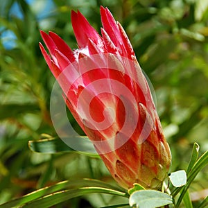 Protea flower