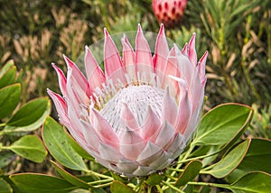 Protea Flower