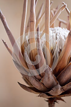 Protea flower