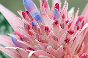 Protea flower