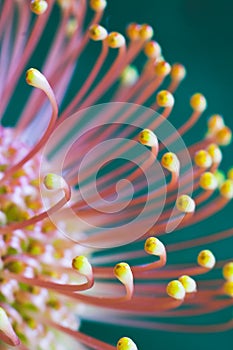 Protea flower