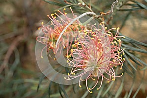 Protea flower amid foliage, photographed in a greenhouse in Somerset UK. Proteas are native to South Africa and are its national f