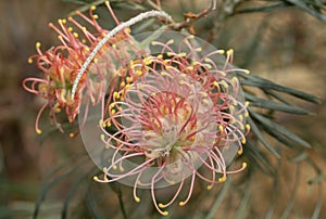 Protea flower amid foliage, photographed in a greenhouse in Somerset UK. Proteas are native to South Africa and are its national f