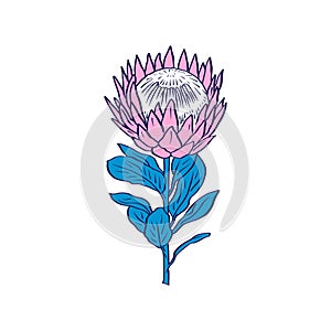 Protea flower black line art isolated on white