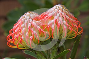 Protea flower in bloom