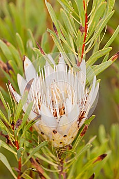 Protea flower at Bontebok National Park photo