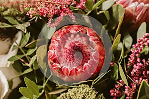 Protea flower bunch. Beautiful protea flower in bloom. Close up view of beautiful red proteas.