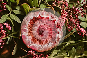 Protea flower bunch. Beautiful protea flower in bloom. Close up view of beautiful red proteas.