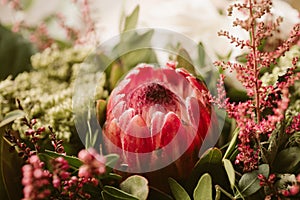 Protea flower bunch. Beautiful protea flower in bloom. Close up view of beautiful red proteas.