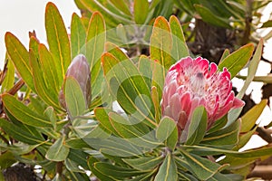 Protea flower head in red pink bract with white hairy feathery f