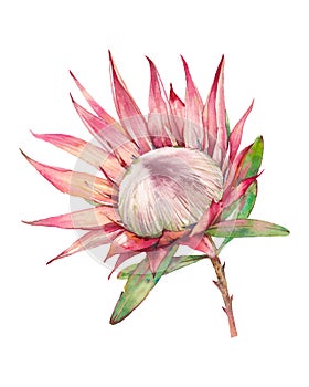 Protea flower illustration