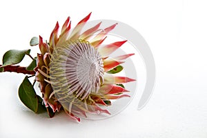 Protea flower isolated on white background