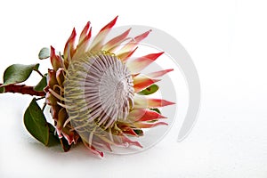 Protea flower isolated on white background photo