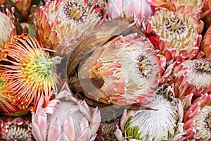 Protea Flower. King Protea (Protea cynaroides)