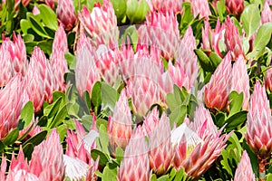 Protea flower pink texture botany