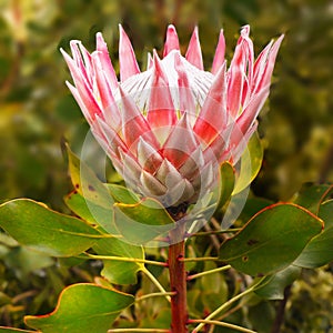 Protea Flower, Protea Cynaroides, King Proteas