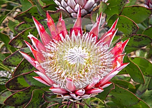Protea Flower
