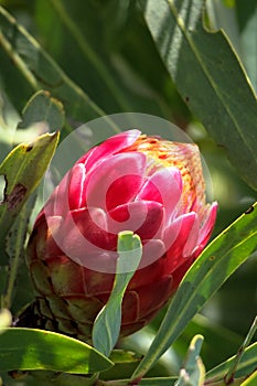 Protea flower shot in the Dragons berg