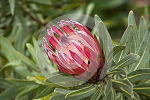 Protea flower in the sunshine