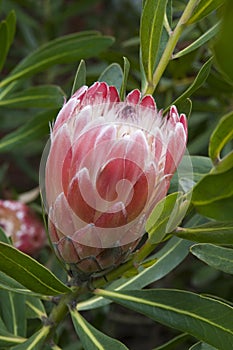 Protea flower about to bloom