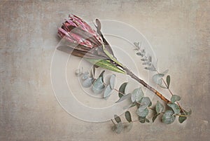 Protea, flower, wall art, fynbos, south africa, plants photo