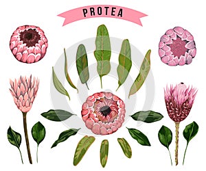 Protea flowers, buds and leaves. Collection decorative floral design elements for wedding invitations and birthday cards.
