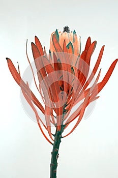 Protea flowers bunch. Blooming Dried King Protea Plant over White background. Extreme closeup. Holiday gift, bouquet, buds. One Be