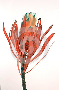 Protea flowers bunch. Blooming Dried King Protea Plant over White background. Extreme closeup. Holiday gift, bouquet, buds. One Be