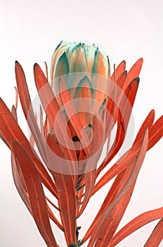 Protea flowers bunch. Blooming Dried King Protea Plant over White background. Extreme closeup. Holiday gift, bouquet, buds. One Be