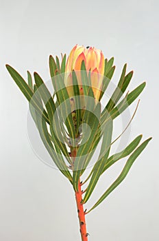 Protea flowers bunch. Blooming Green King Protea Plant over White background. Extreme closeup. Holiday gift, bouquet, buds. One Be