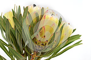 Protea flowers bunch. Blooming Green King Protea Plant over White background. Extreme closeup. Holiday gift, bouquet, buds. One Be