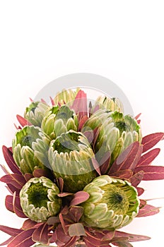 Protea flowers bunch. Blooming Green King Protea Plant over White background. Extreme closeup. Holiday gift, bouquet, buds. One Be