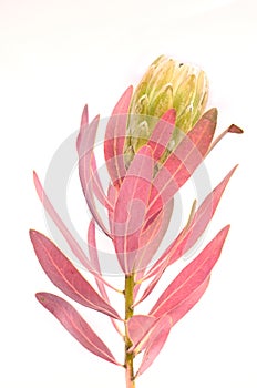 Protea flowers bunch. Blooming Green King Protea Plant over White background. Extreme closeup. Holiday gift, bouquet, buds. One Be