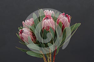 Protea flowers bunch. Blooming Pink King Protea Plant over black background. Extreme closeup. Holiday gift, bouquet, buds. One Bea