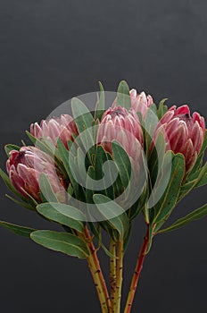 Protea flowers bunch. Blooming Pink King Protea Plant over black background. Extreme closeup. Holiday gift, bouquet, buds. One Bea