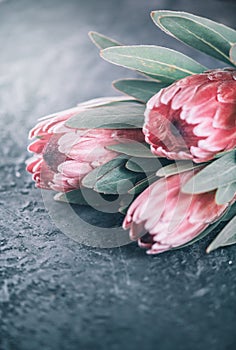Protea flowers bunch. Blooming Pink King Protea Plant over dark background. Extreme closeup. Holiday gift, bouquet, buds