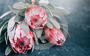 Protea flowers bunch. Blooming Pink King Protea Plant over dark background. Extreme closeup. Holiday gift, bouquet, buds