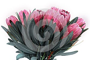 Protea flowers bunch. Blooming Pink King Protea Plant over White background. Extreme closeup. Holiday gift, bouquet, buds. One Bea