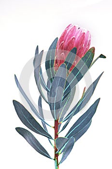 Protea flowers bunch. Blooming Pink King Protea Plant over White background. Extreme closeup. Holiday gift, bouquet, buds. One Bea