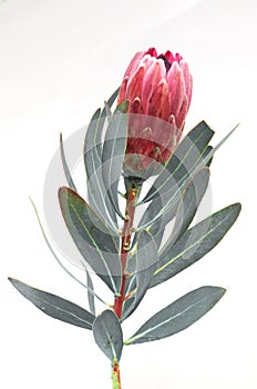 Protea flowers bunch. Blooming Pink King Protea Plant over White background. Extreme closeup. Holiday gift, bouquet, buds. One Bea