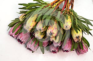 Protea flowers bunch. Blooming Pink King Protea Plant over White background. Extreme closeup. Holiday gift, bouquet, buds. One Bea