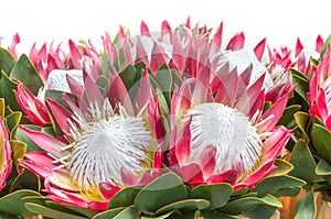 Protea flowers bunch. Blooming Pink King Protea Plant over White background. Extreme closeup. Holiday gift, bouquet, buds. One Bea